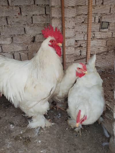 white buff top quality