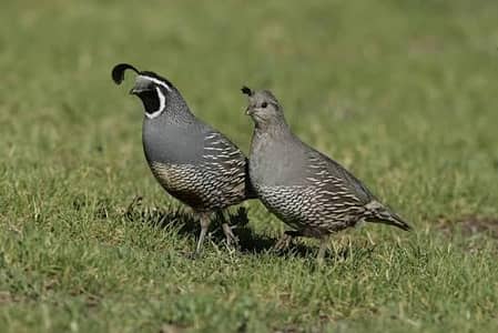 California quail breeder pair for sale