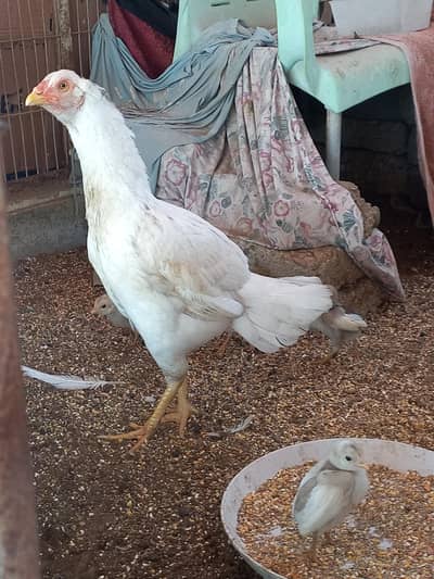 White heera madi - 5 chicks - first breed