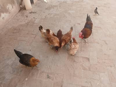 Eggs laying hens and cock.