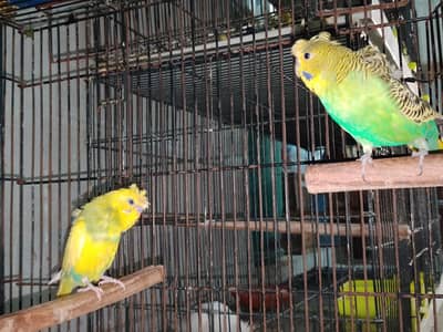 0327-0277654/Hogo chick/hand tame/love bird/cocktail/bajri/cage/parrot