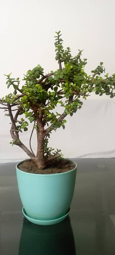 Live Jade Plant | for home and Office | Free Delivery