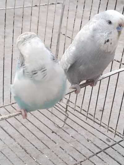 EXHIBITION/LOVE BIRDS/BUDGIES