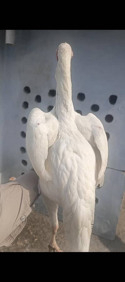 King shamo per  9 months