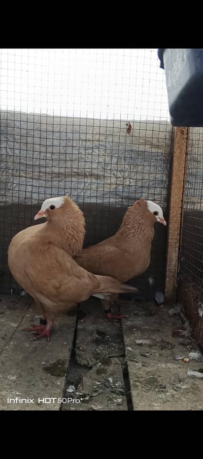 Yellow jerman  mukhi 03114395785