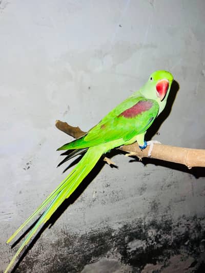raw parrots for sale