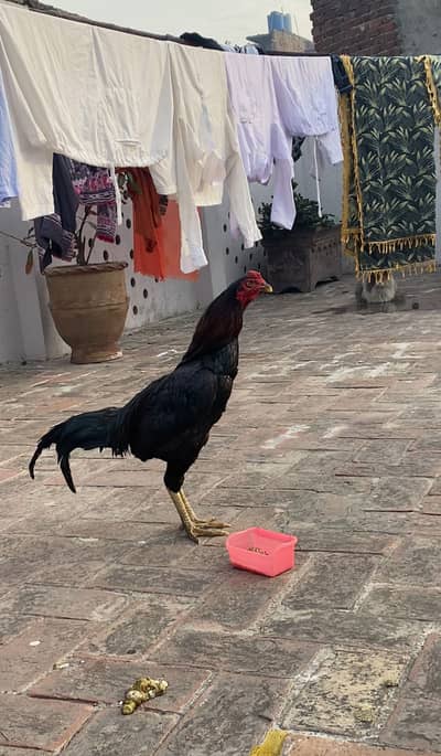 Pakoye full active ready to breed