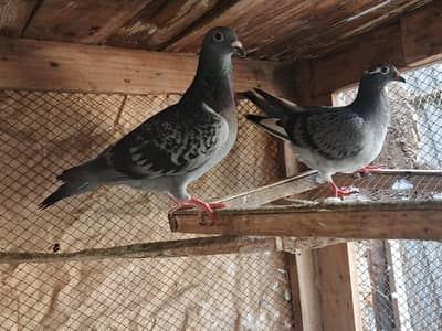 Qasid pigeons