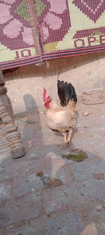 Japanese male/ English game female, exchange possible 0315/7209676