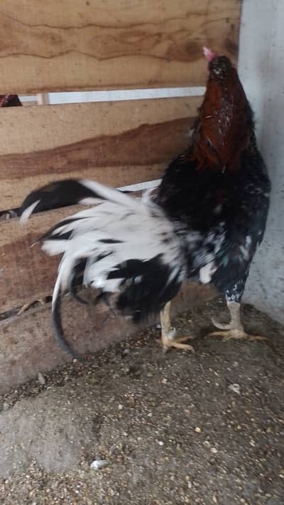 Aseel for sale 2 pairs and 3 males 2000 kg