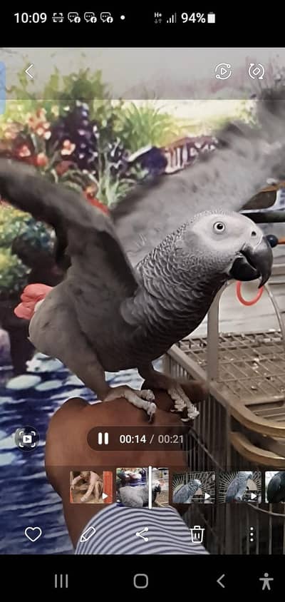 african gray  female
