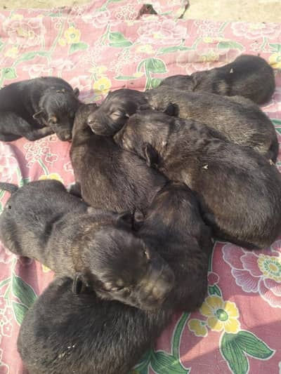 German shepherd puppies