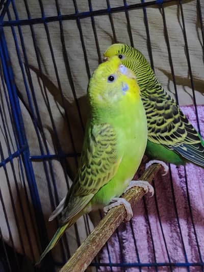 budgie parrot
