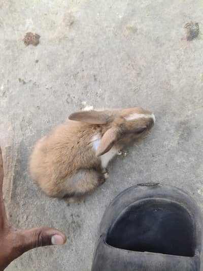 white rabbit:200 others:150 phone:03057292391 sex:male+female