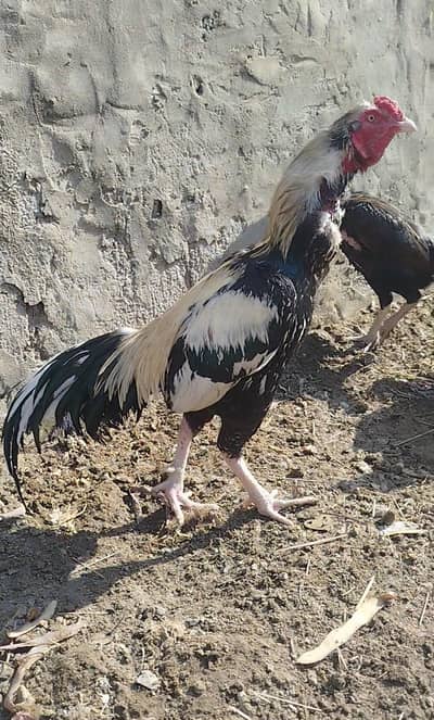 Aseel Murgha for Sale