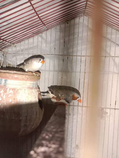 Pied zebra Finch