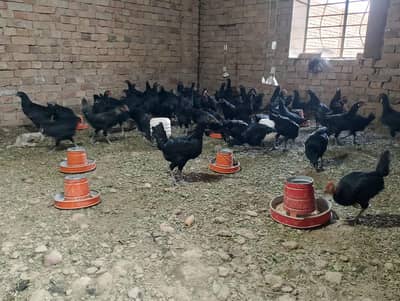 Australorp Layer Chicks / Australorp hen /Desi Hens / murgi