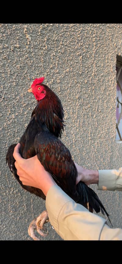 Aseel murgha murga  urgent sell