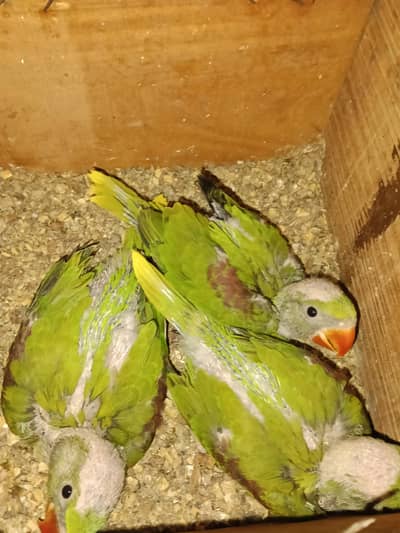 very high quality Kashmir raw chicks 03226959889