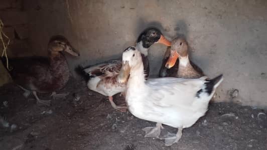 1 male and 3 ducks for sale