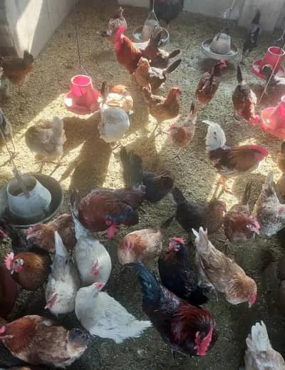 Young Egg Laying Hens for Sale