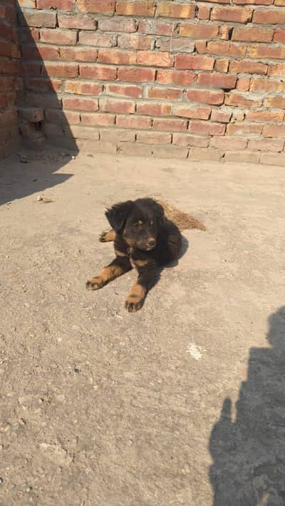German shepherd puppies