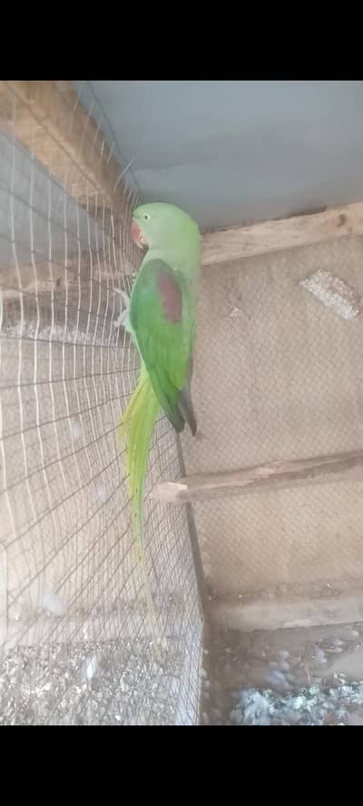 Raw Parrot Female