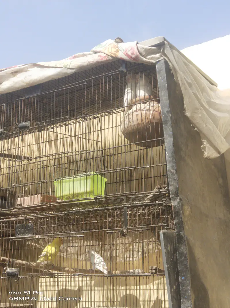 Khubsoort love birds Har qisam ki 100%granty h — photo 10