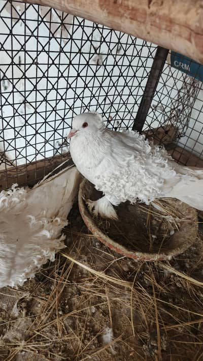 white frill back and king pigeon