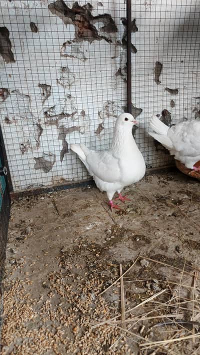 white fantail  and king pigeon