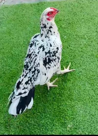 Aseel Mianwali / Mushka Lasai / Aseel / Eggs lying hens for sale