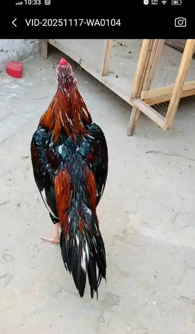 Aseel Mianwali / Mushka Lasai / Aseel / Eggs lying hens for sale