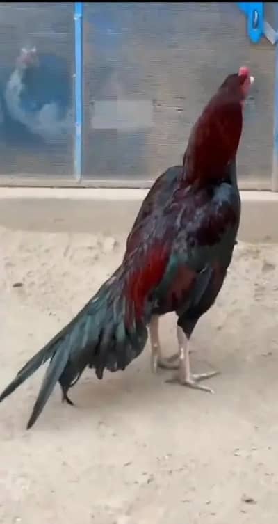 Aseel Mianwali / Mushka Lasai / Aseel / Eggs lying hens for sale