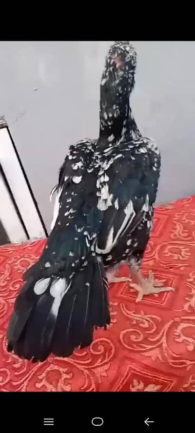 Aseel Mianwali / Mushka Lasai / Aseel / Eggs lying hens for sale