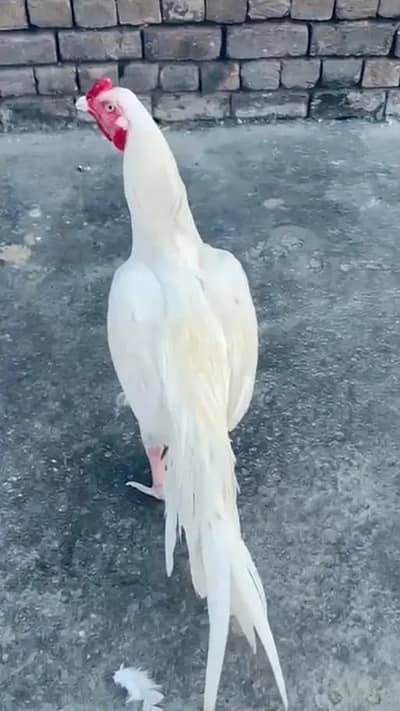 Aseel Mianwali / Mushka Lasai / Aseel / Eggs lying hens for sale