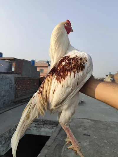 Aseel Mianwali / Mushka Lasai / Aseel / Eggs lying hens for sale