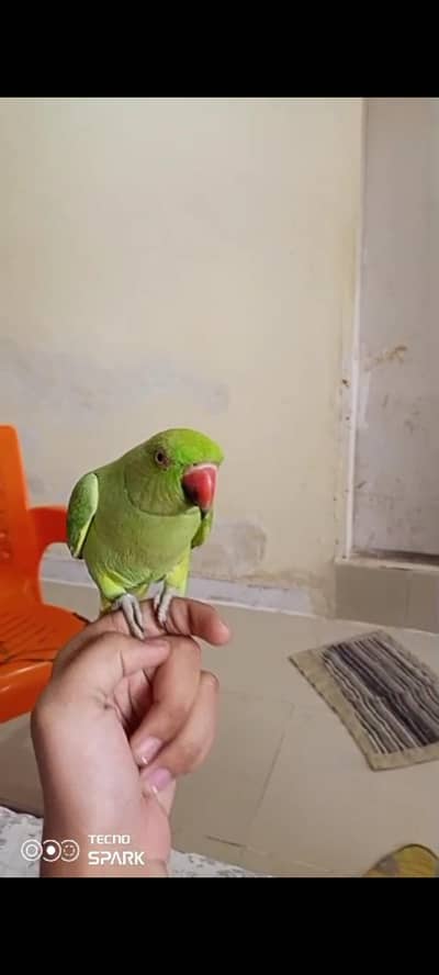 young male talkative