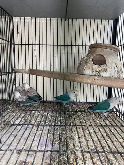 Love birds blue opline albino parblue pairs