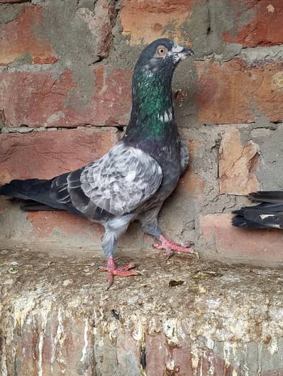 joron wale kaboter for sale