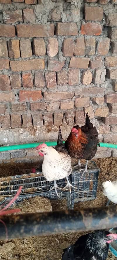 sb murghiyn andey dyti hn