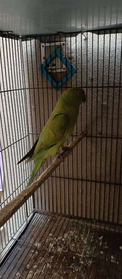 Green Breader femail