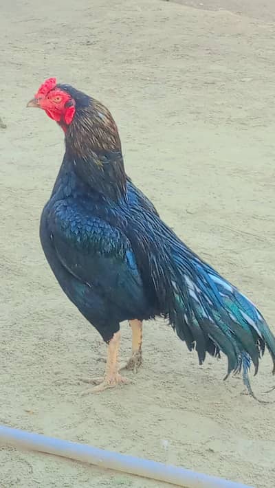 urgent sale Ghar ma rakhe her ha