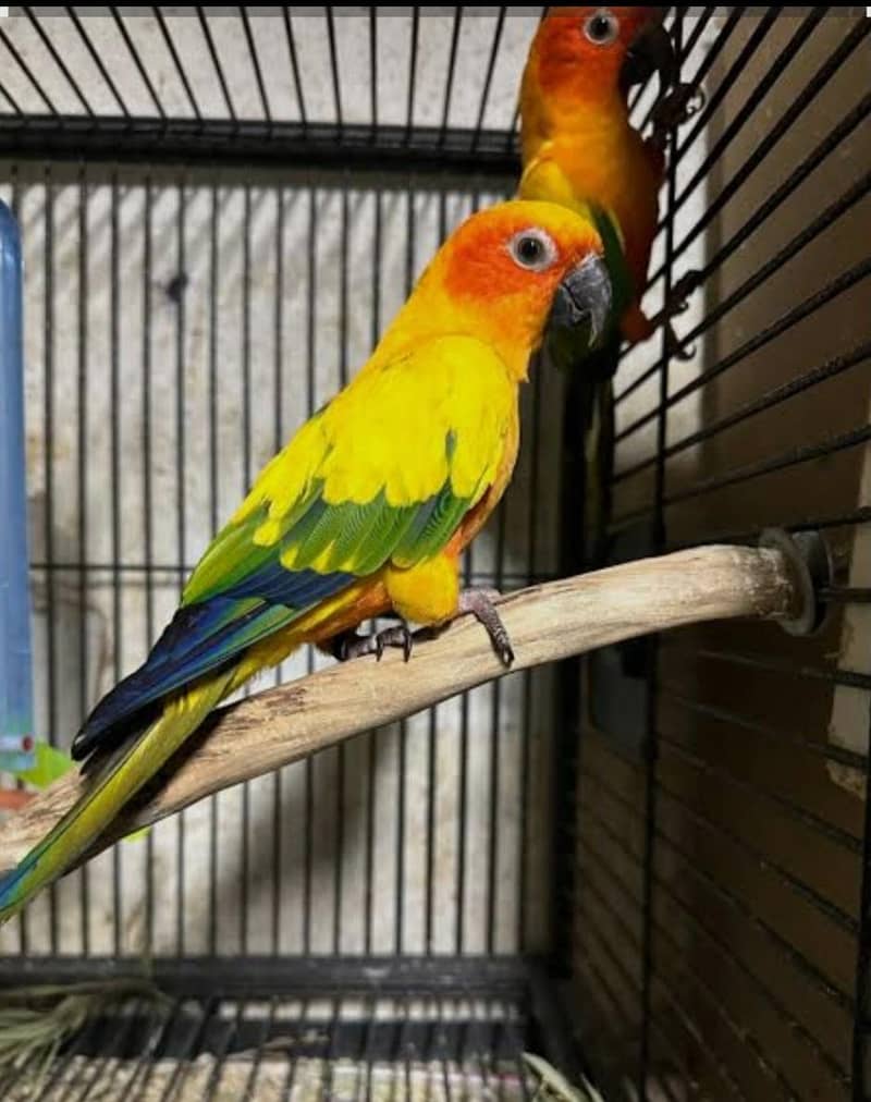sun conure 1
