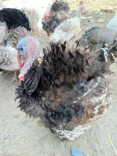 Turkey Male , Chicks and Eggs