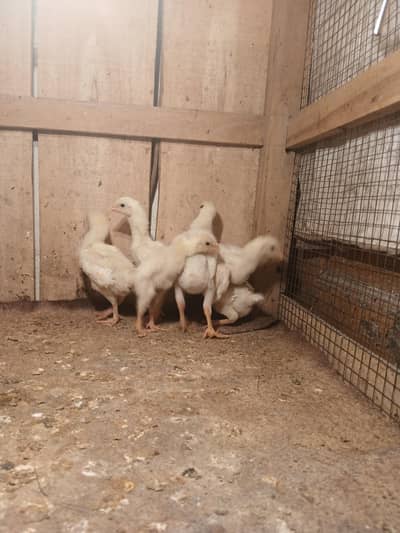 SHAMO | WHITE SHAMO | KING SHAMO CHICKS | JAPANESE SHAMO