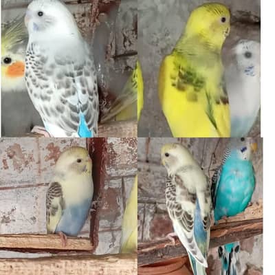 Bugies Perot ka 1 pair with 4  chiks for sale. . 0347.1521806
