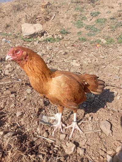 Aseel Madi ha Andy dy rahi ha