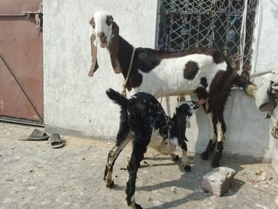 Konni bakri with one kid