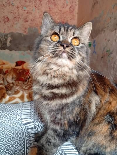 Persian cat for sale