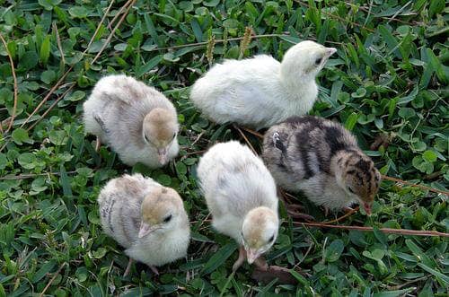 Turkey chicks 0